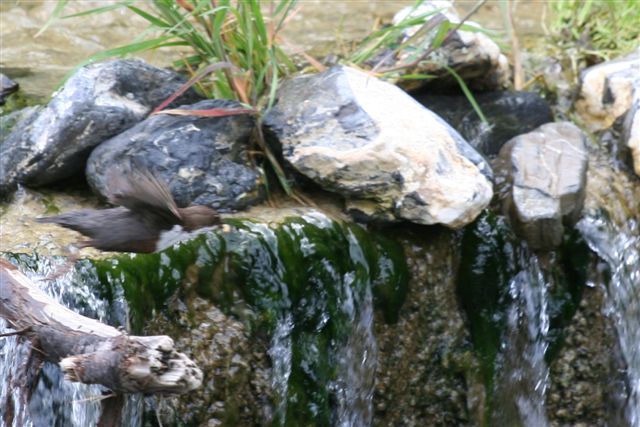 merlo acquaiolo